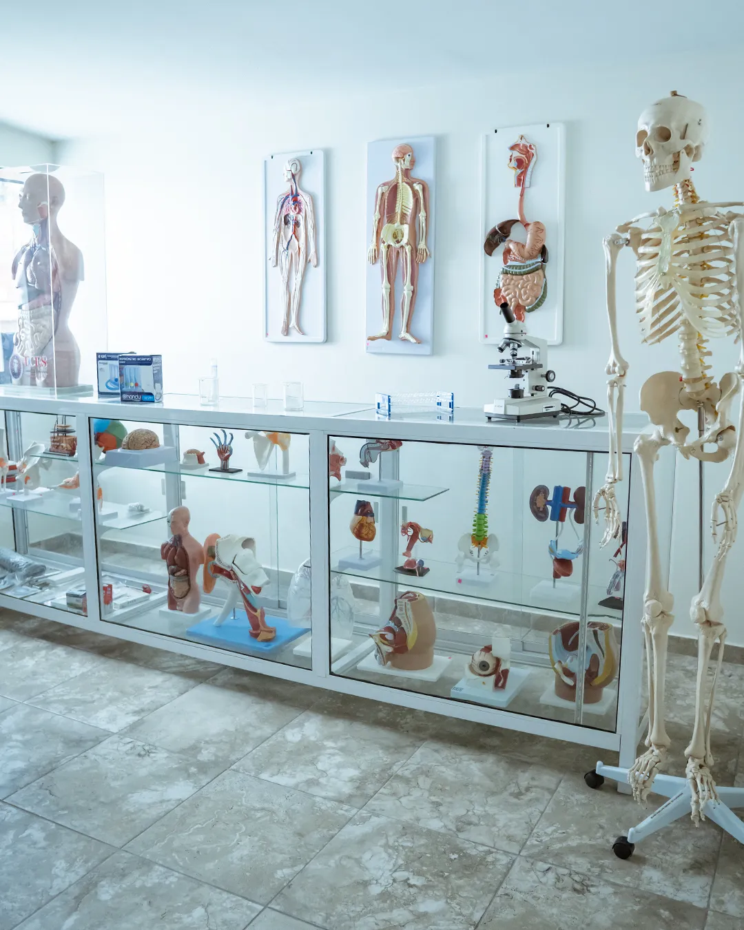 Laboratorio de anatomía de ICES con modelos anatómicos y microscopio
